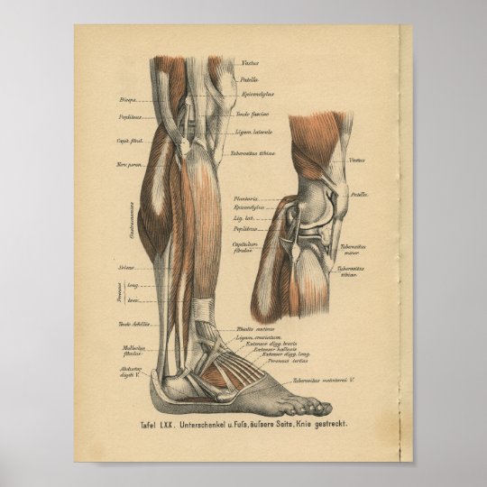 Vintager 18 Deutsch Anatomie Druck Bein Fuss Poster Zazzle De