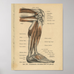 Vintager 1888 Deutsch-Anatomie-Druck-Bein-Fuß Poster