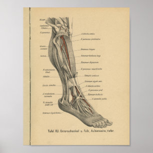 Vintager 1888 Deutsch-Anatomie-Druck-Bein-Fuß Poster