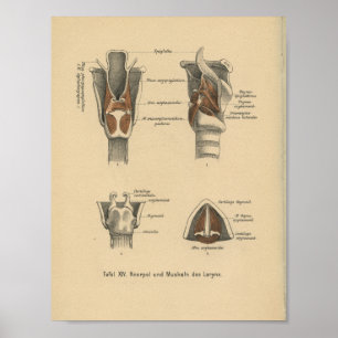 Vintager 1888 Deutsch-Anatomie-Druck-Kehlkopf Poster