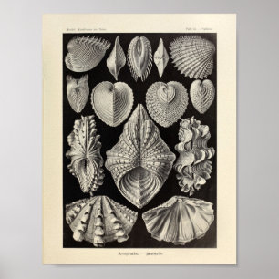 Vintager Acephala Ernst Haeckel Kunst-Druck Poster