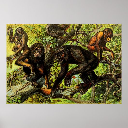 Vintager Affe Gibbon Chipanze Tier Poster (Vorne)