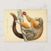 Vintager Affe mit Obstkarte Postkarte (Vorderseite)