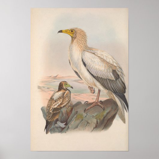 Vintager ägyptischer Vulturbird Poster (Vorne)