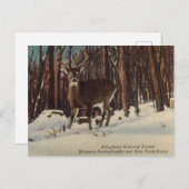 Vintager Allegheny National Forest, Pennsylvania Postkarte (Vorne/Hinten)