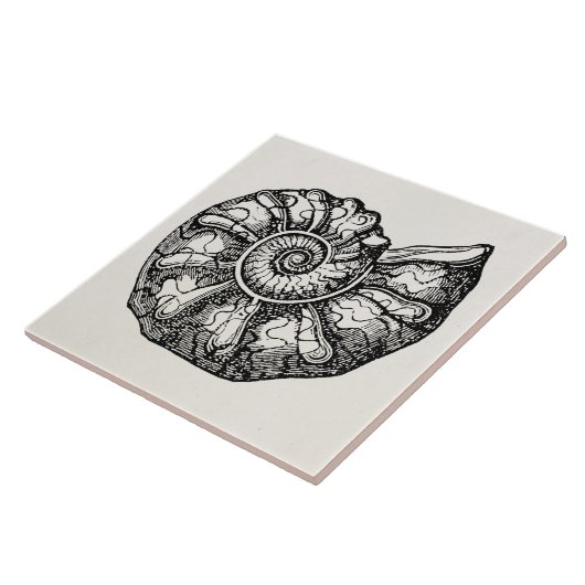 Vintager Ammonitseashell-versteinerte Fliese (Seite)