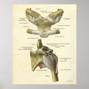 Vintager Anatomie-Druck entbeint SchulterClavicle Poster
