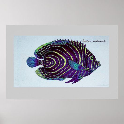 Vintager Angelfisch Poster (Vorne)