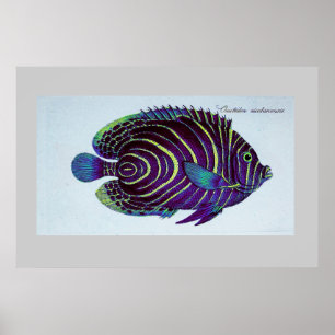 Vintager Angelfishdruck Poster