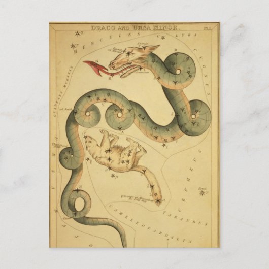 Vintager Astronomiedruck Draco & Ursa Minor Postkarte (Vorderseite)