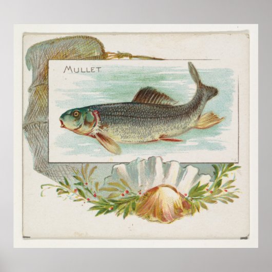 Vintager Atlantischer Mullet-Fisch (1889) Poster (Vorne)