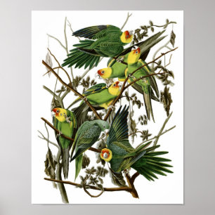 Vintager Audubon Carolina Parakeet-Plakat-Druck Poster