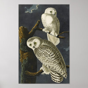 Vintager Audubon Snowy Eulen-Plakat-Druck Poster