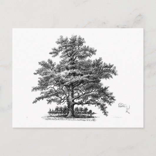 Vintager Baum Ephemera Postkarte (Vorderseite)