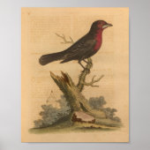 Vintager Bird Black Print Poster (Vorne)