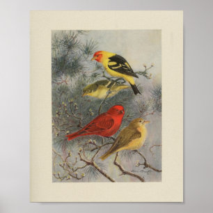 Vintager Bird Black Yellow Print Poster