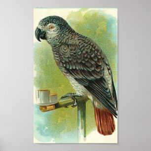 Vintager Bird Poster