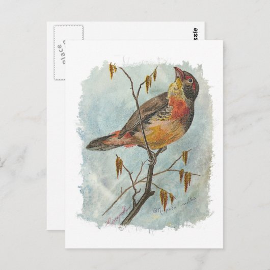 Vintager Bird Postkarte