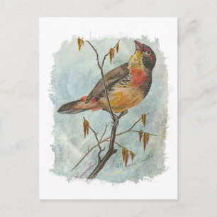 Vintager Bird Postkarte