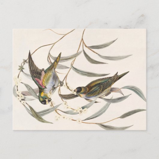 Vintager Bird Postkarte (Vorderseite)