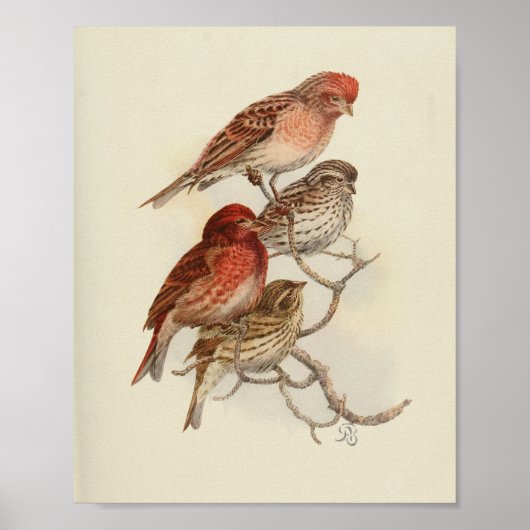 Vintager Bird Red Brown geklatschter Print Poster (Vorne)