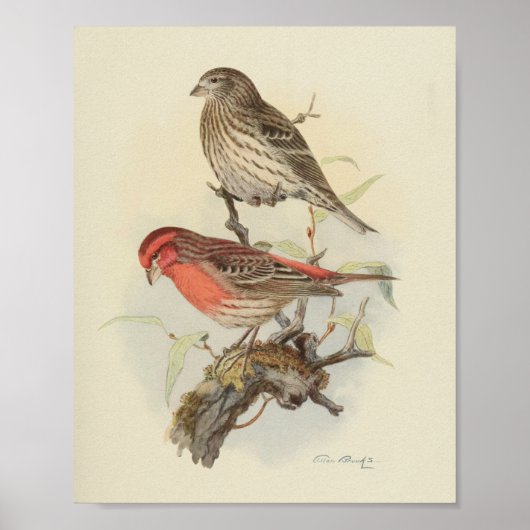 Vintager Bird Red Brown geklatschter Print Poster (Vorne)