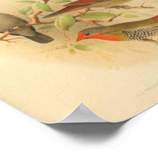 Vintager Bird-RoGelb Poster (Ecke)