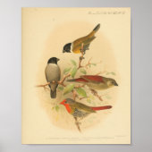 Vintager Bird-RoGelb Poster (Vorne)