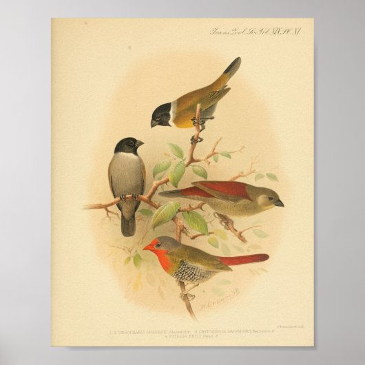 Vintager Bird-RoGelb Poster (Vorne)