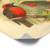 Vintager Bird-RoGelb Poster (Ecke)