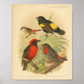 Vintager Bird-RoGelb Poster (Vorne)