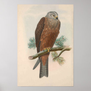 Vintager Black Kite Bird Poster