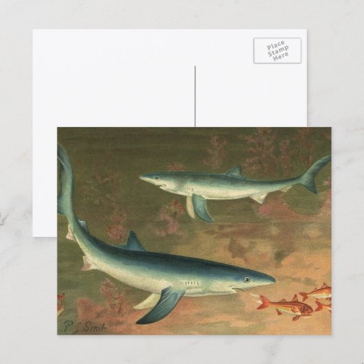 Vintager Blauer Hai isst Fisch, Meeresleben Postkarte (Vorne/Hinten)