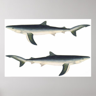 Vintager Blauer Hai, Leben im aquatischen Ozean Poster