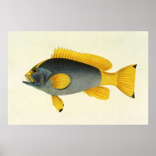 Vintager Blauer und Gelber Grouper Fisch, Meeresle Poster (Vorne)