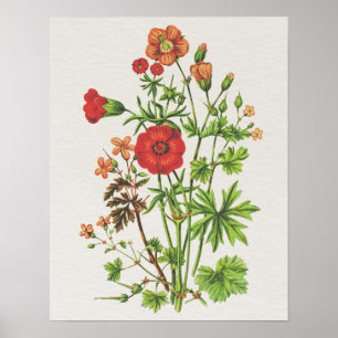 Vintager Blick Botanischer Kranzeball Poster