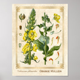 Vintager Blumenkraut Orange Mullein Botanische Kun Poster