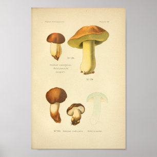 Vintager Boletus Brown Mushrooms Art Drucken Franz Poster