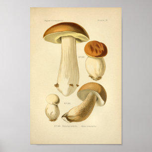 Vintager Boletus Brown Mushrooms Art Drucken Franz Poster