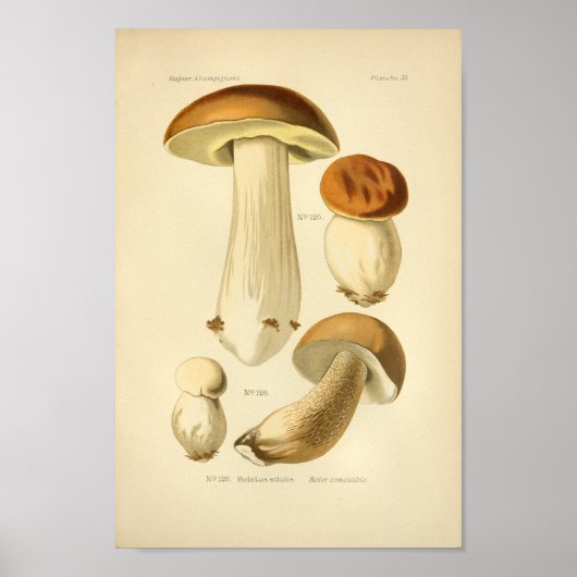 Vintager Boletus Brown Mushrooms Art Drucken Franz Poster (Vorne)