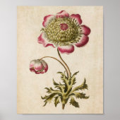 Vintager botanischer Anemon Poster (Vorne)
