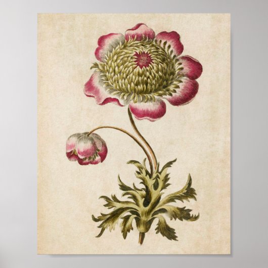 Vintager botanischer Anemon Poster (Vorne)