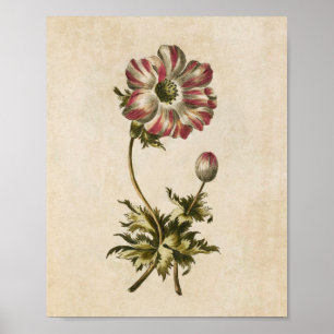 Vintager botanischer Anemon Poster