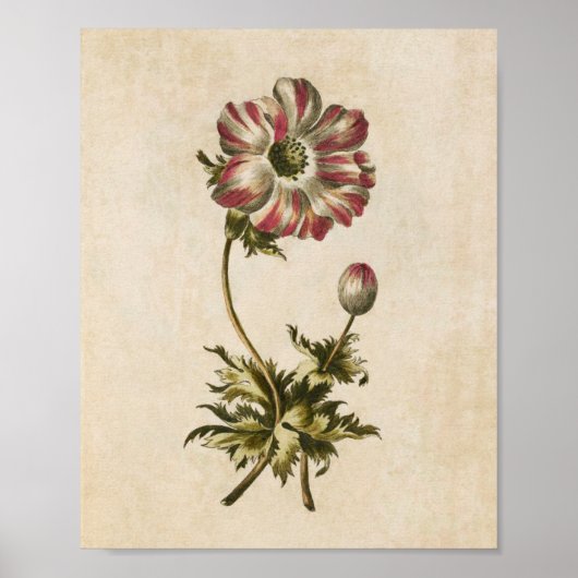 Vintager botanischer Anemon Poster (Vorne)
