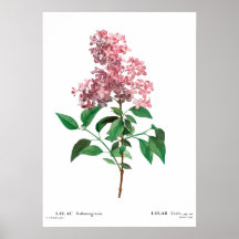 Vintager botanischer Ausdruck eines chinesischen K