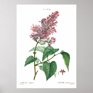 Vintager botanischer Ausdruck eines gemeinsamen li Poster