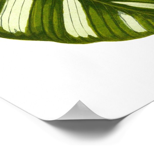 Vintager Botanischer Blattdruck Poster (Ecke)