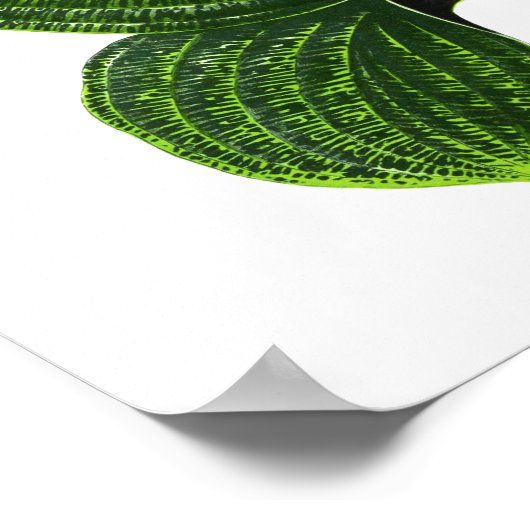 Vintager Botanischer Blattdruck Poster (Ecke)