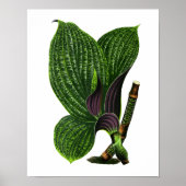 Vintager Botanischer Blattdruck Poster (Vorne)