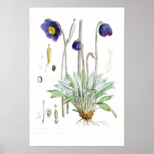 VINTAGER BOTANISCHER "BLAUE POPPY" REDOUTÉ POSTER